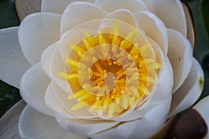 Macro shot of a white lily flower ( Nymphaea alba) with yellow stamen