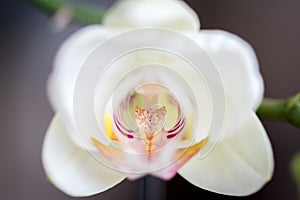 Macro shot of a white orchid in full bloom