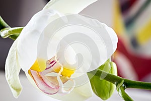 Macro shot of a white orchid in full bloom