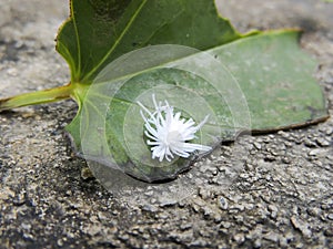Macro shot of a white planthopper nymph on a green leaf