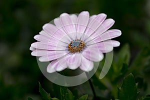 White purple african daisy Osteospermum flower