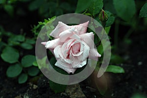 Macro shot of white rose in soft focus