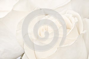 Macro shot of white roses