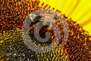 Macro shot of a White-tailed bumble bee pollinating on a sunflower