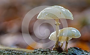 Macro shot of the white, wet Oudemansiella mucida mushroom on the ground with a blurry background