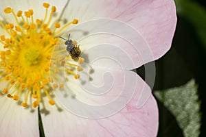 Macro shot of a wild bee hanging on the pollen sacs of a briar rose (Rosa canina)