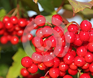 Red wild berries named viburnums