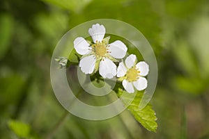 Macro shot of a wild strawberry fragaria vesca flower