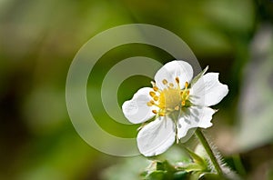 Wild strawberry fragaria vesca flower