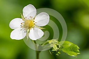 Wild strawberry fragaria vesca flower