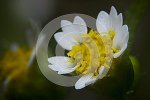 Macro shot wildflower close-up picture