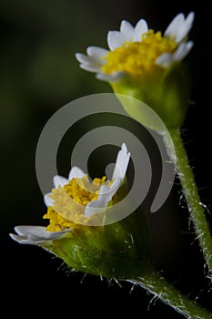 Macro shot wildflowers close-up picture