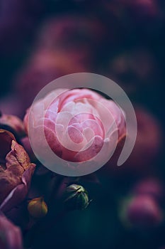 Macro shot of wilting Miniature Roses