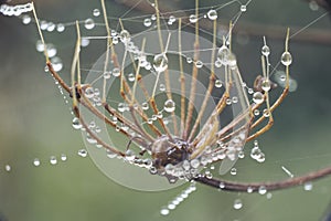 Macro shot of a winter flow covered in water droplets and spiderwebs