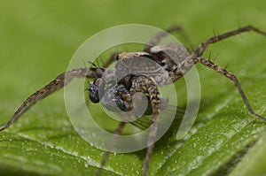 A macro shot of a wolf spider, Lycosidae, eating a fly.