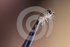 Macro shot of a woodlouse held by tweezers