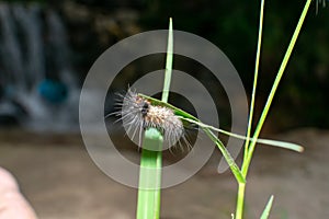 Macro Shot Of worm On A grass