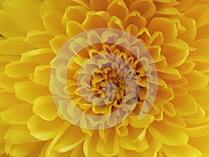 Macro shot of yellow chrysanthemum petals blossom bloom for texture background,  beautiful nature, summer plant