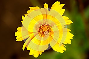 Coreopsis flower close-up view from above photo