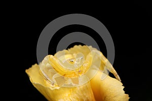 Macro shot of a yellow crab spider on a yellow flower isolated on dark background