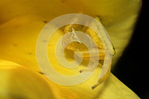 Macro shot of a yellow crab spider on a yellow flower isolated on dark background