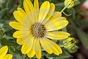 Macro shot of yellow daisy