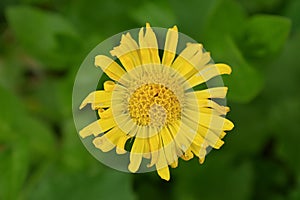 Macro shot of Yellow Daisy in Cottage Garden in Utah, USA.