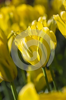 Macro Shot of Yellow Dutch Tulips of Yellow Springgreen Sort