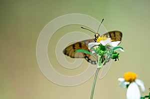 Macro shot of a yellow flower with blurry butterfly background with blurry green environment
