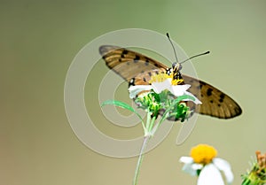 Macro shot of a yellow flower with blurry butterfly background with blurry green environment