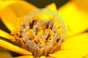 Macro shot yellow flower closeup summer background