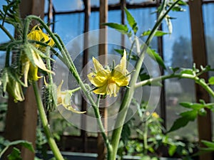 Macro shot of yellow flowers in full bloom of tomato plant growing on tomato plant before beginning to bear fruit in greenhouse.