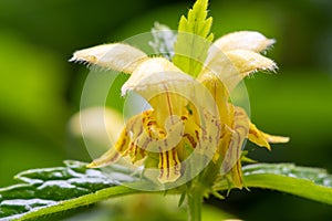 Yellow archangel lamium galeobdolon photo