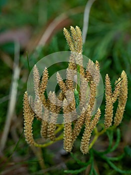 Macro shot of yellow forest saprophyte. Selective focus.