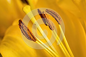 Macro shot of a yellow lilium