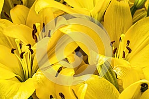 Macro shot of a yellow lilium