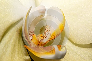 Macro shot of yellow Orchid flower with soft focus. Floral detail close up. Fine art image.