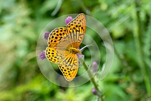 Macro shot of a yellow Silver-washed fritillary butterfly with black dots sitting on a plant