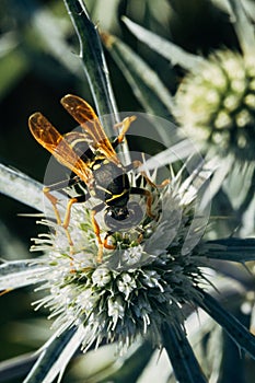 Macro shot of a yellow wasp drinking nectar while sitting on a green flower with thorns in the afternoon