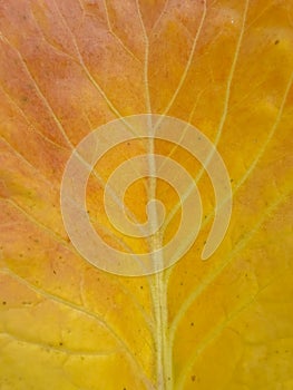 Macro shot of yellowish color cabbage leaf in autumn season