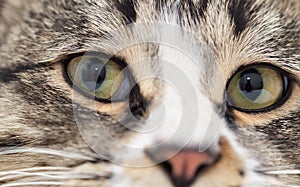 A macro shot of a young tabby cat`s face