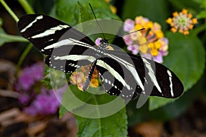 Macro shot of a Zebra longwing butterfly
