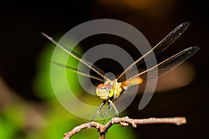 Macro shots, Beautiful nature scene dragonfly. Showing of eyes and wings detail. Dragon fly in the nature habitat using as a
