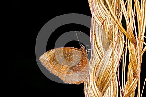 Macro shots of the butterfly is brown.