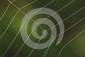 Macro shots spider web close-up image