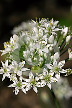 Macro Showing Details of Allium Tuberosum