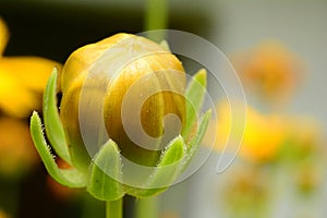 Macro, shy yellow bud in the Grass, makro, stidljivi ÃÂ¾uti pupoljak u travi photo