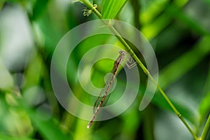 Macro of Siberian Winter Damsel Sympecma paedisca. Damselfly sits on a green bamboo stalk. Beautiful dragonfly