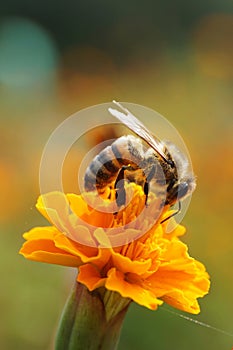 Macro side view of Caucasian bee Apis mellifera sitting on red f