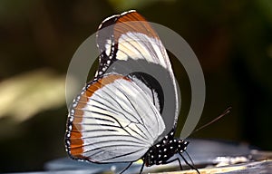 Macro of a side view of the diadem butterfly, Hypolimnas usambara